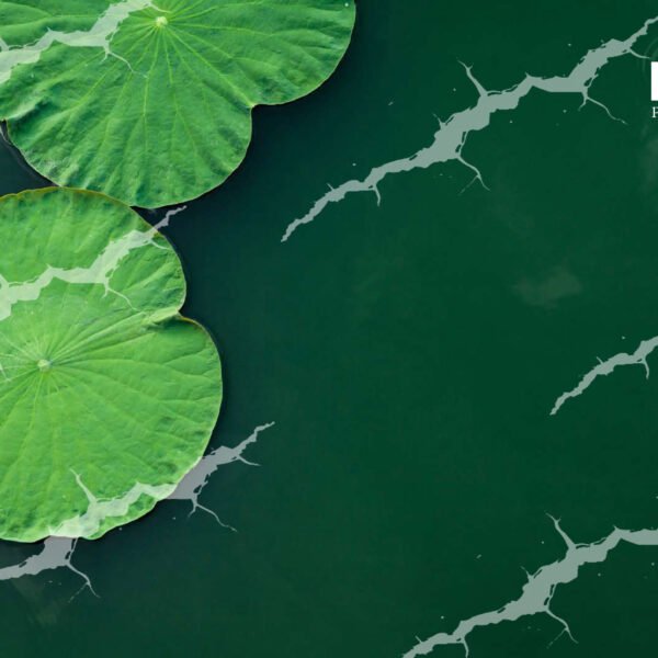 Baby Backdrop - BAB - 867